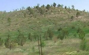 اجرای طرح زراعت چوب در بیش از ۳۰ هکتار اراضی شهرستان قوچان
