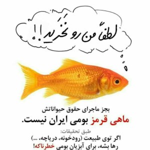 بلاخره برای هفت سین ماهی قرمز بخریم یا نخریم؟