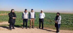 ۶۰۰ هکتار زمین در مشهد زیرکشت کلزا رفت.