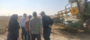 بیش از ۱۲۰تن تخمه آفتابگردان از مزارع آفتابگردان مشهد برداشت شد