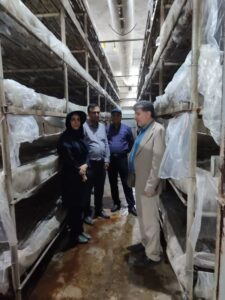 تولید سالیانه ۷۵۰۰ تن قارچ خوراکی در واحد‌های پرورش قارچ شهرستان مشهد