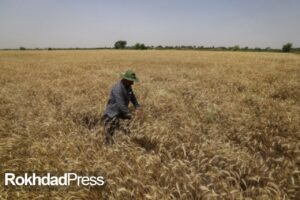 خرید تضمینی گندم در خراسان رضوی از کل عملکرد سال گذشته عبور کرد